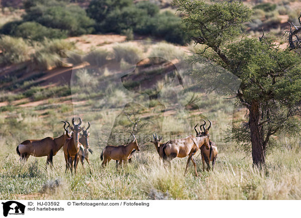 Kuhantilopen / red hartebeests / HJ-03592