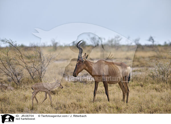 Kuhantilopen / red hartebeest / JR-06704