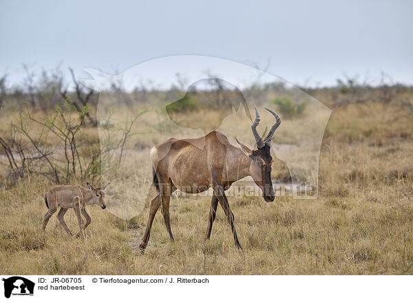 Kuhantilopen / red hartebeest / JR-06705