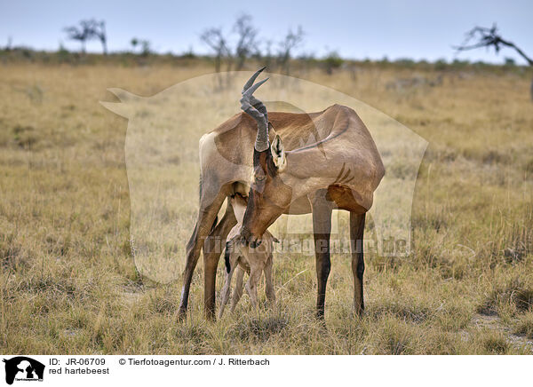 Kuhantilopen / red hartebeest / JR-06709