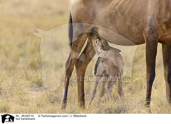 Kuhantilopen / red hartebeest / JR-06710