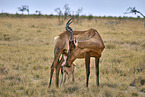 red hartebeest