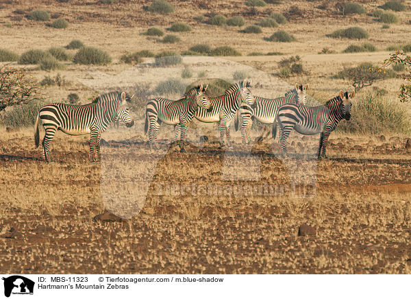 Hartmann-Bergzebras / Hartmann's Mountain Zebras / MBS-11323