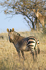 Hartmann's Mountain Zebra