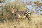 Hartmann's Mountain Zebra