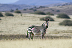 Hartmann's Mountain Zebra