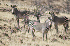 Hartmann's Mountain Zebras