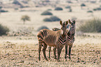 Hartmann's Mountain Zebras