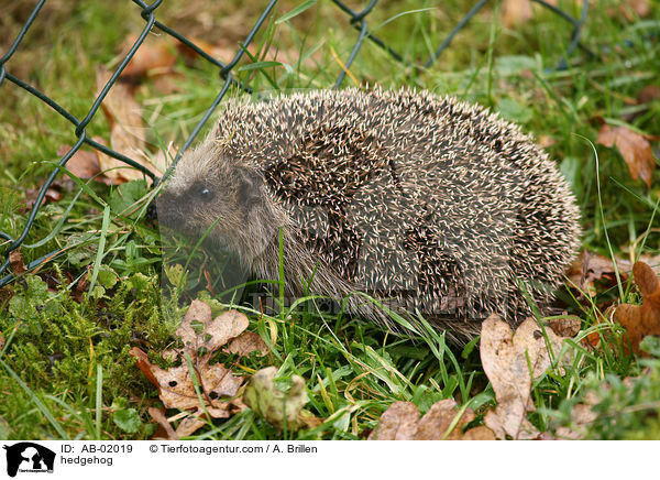 Igel / hedgehog / AB-02019