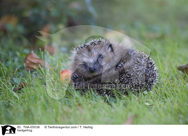 hedgehog / THA-05038