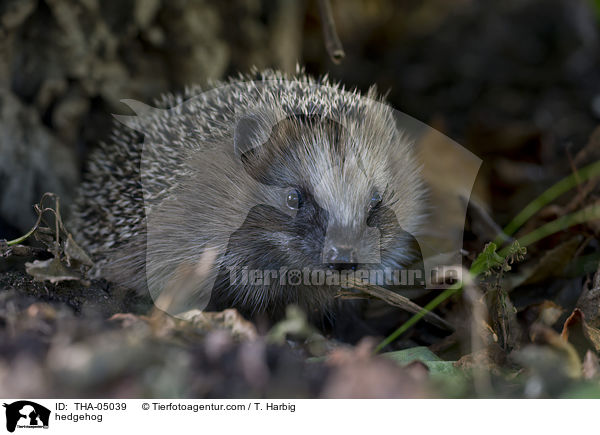 Igel / hedgehog / THA-05039