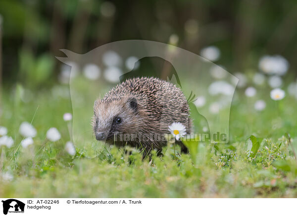 hedgehog / AT-02246