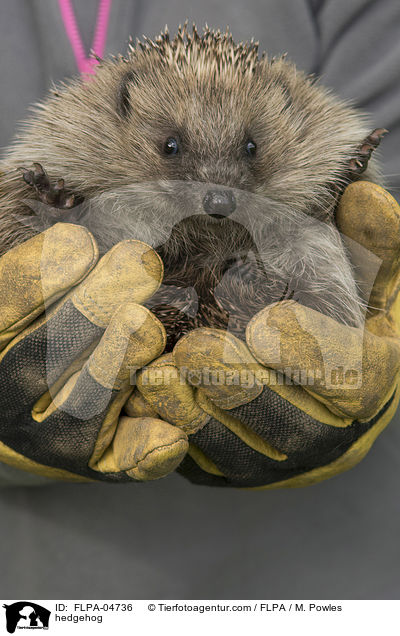 Igel / hedgehog / FLPA-04736