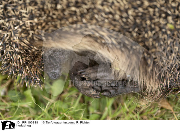 Igel / hedgehog / RR-100888