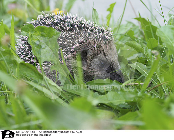 Igel in der Wiese / Hedgehog in the meadow / SA-01158