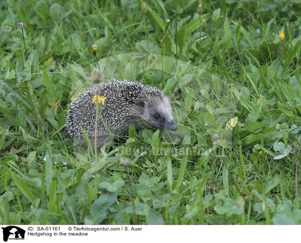 Igel in der Wiese / Hedgehog in the meadow / SA-01161