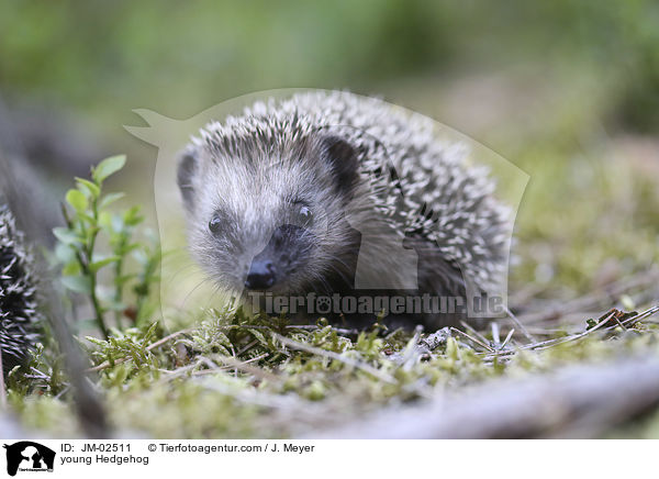 junger Igel / young Hedgehog / JM-02511