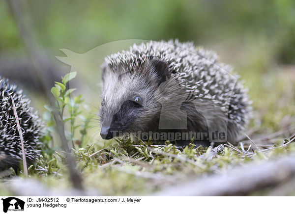 junger Igel / young Hedgehog / JM-02512