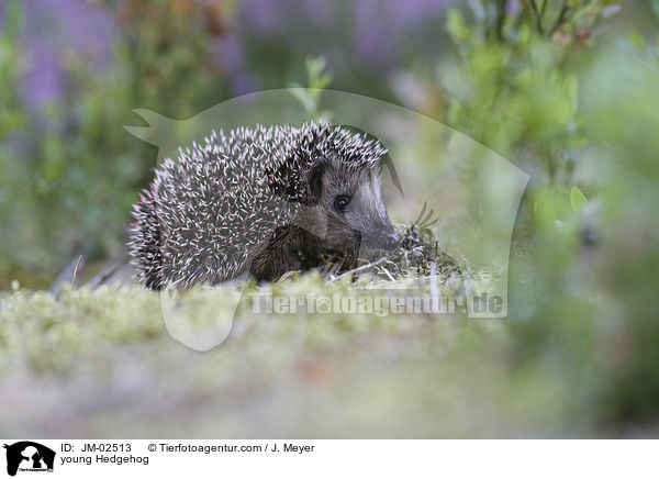 junger Igel / young Hedgehog / JM-02513