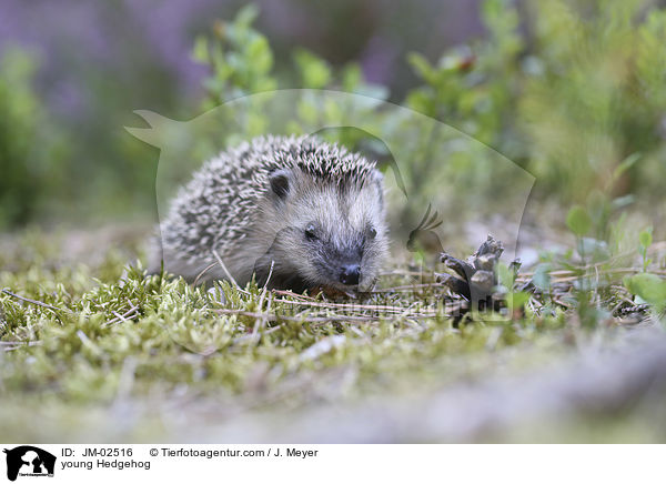 junger Igel / young Hedgehog / JM-02516