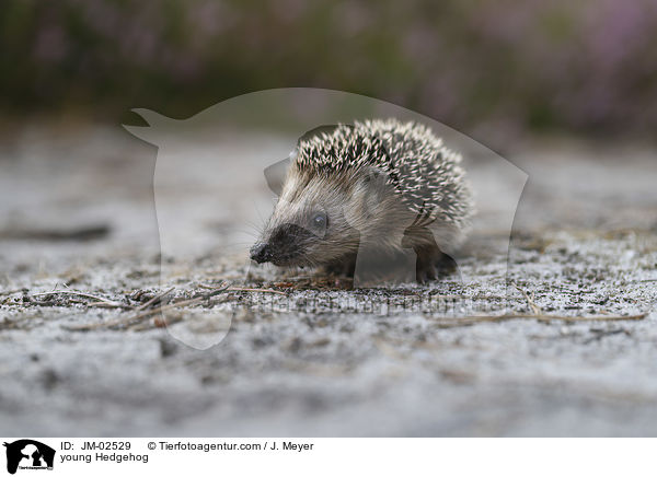 junger Igel / young Hedgehog / JM-02529