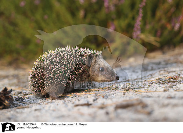 junger Igel / young Hedgehog / JM-02544