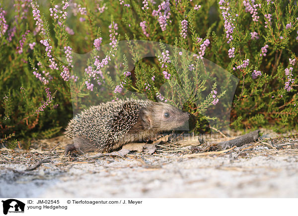 junger Igel / young Hedgehog / JM-02545