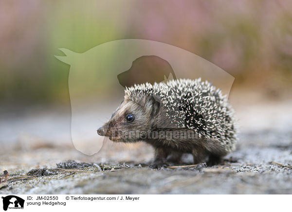 junger Igel / young Hedgehog / JM-02550