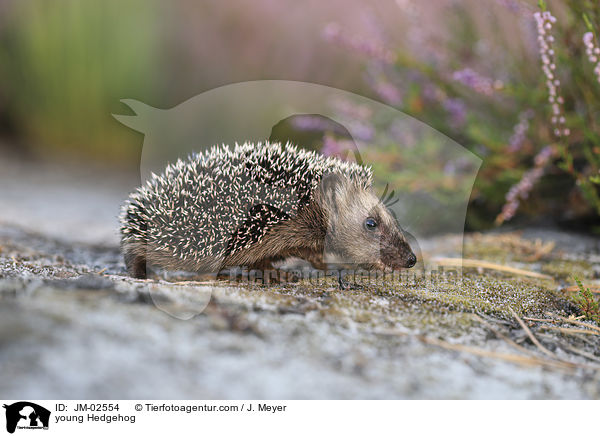 junger Igel / young Hedgehog / JM-02554