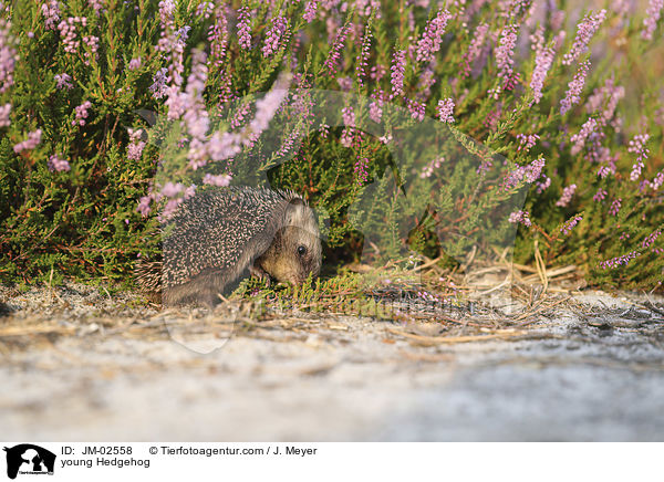 junger Igel / young Hedgehog / JM-02558