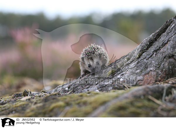 junger Igel / young Hedgehog / JM-02562