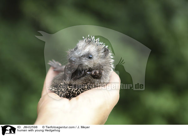 Mensch mit jungem Igel / human with young Hedgehog / JM-02598