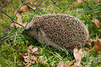 hedgehog