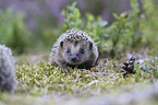 young Hedgehog