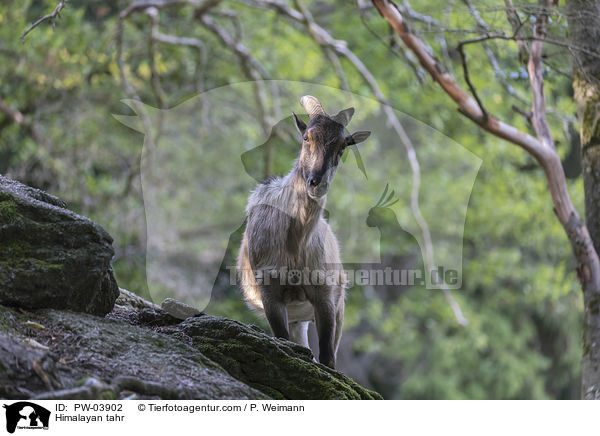 Himalaya-Tahr / Himalayan tahr / PW-03902