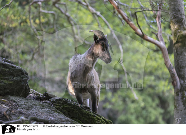 Himalaya-Tahr / Himalayan tahr / PW-03903