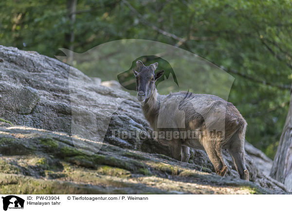 Himalaya-Tahr / Himalayan tahr / PW-03904