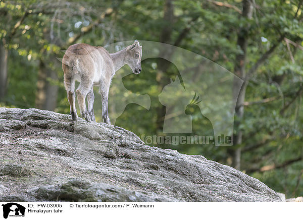 Himalaya-Tahr / Himalayan tahr / PW-03905