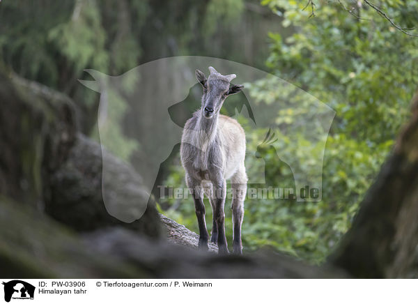 Himalaya-Tahr / Himalayan tahr / PW-03906