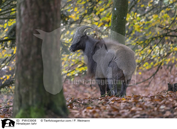 Himalaya-Tahr / Himalayan tahr / PW-03908