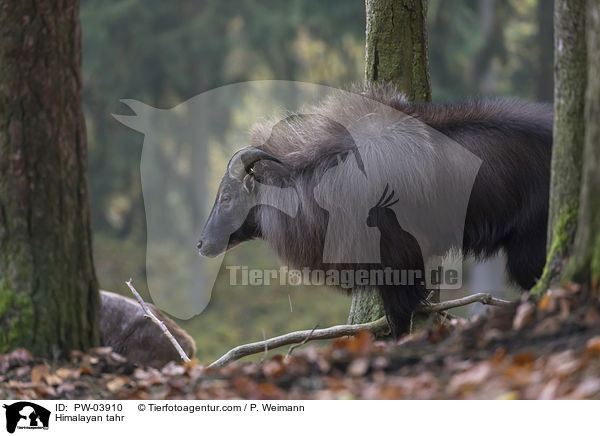 Himalaya-Tahr / Himalayan tahr / PW-03910