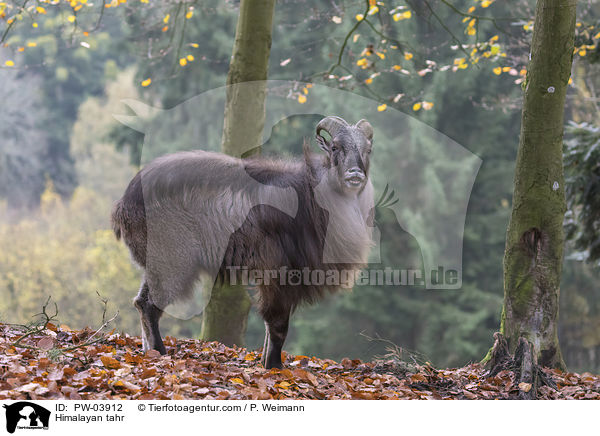 Himalaya-Tahr / Himalayan tahr / PW-03912