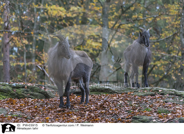 Himalaya-Tahr / Himalayan tahr / PW-03915