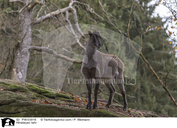 Himalaya-Tahr / Himalayan tahr / PW-03916