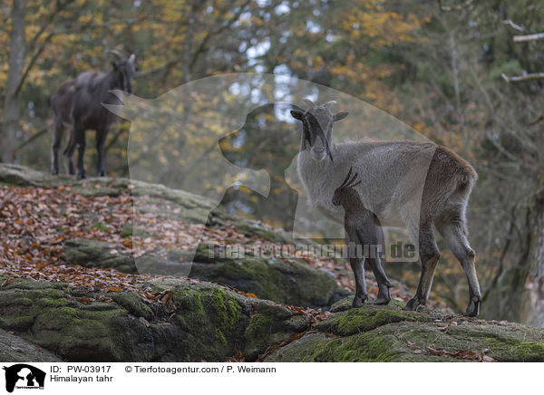 Himalaya-Tahr / Himalayan tahr / PW-03917