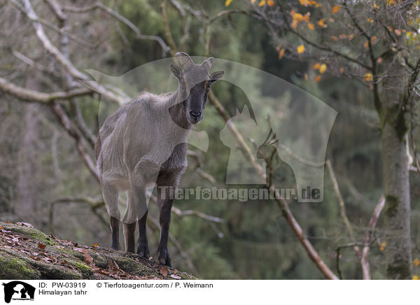 Himalaya-Tahr / Himalayan tahr / PW-03919