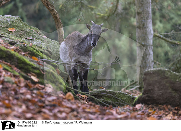 Himalaya-Tahr / Himalayan tahr / PW-03922