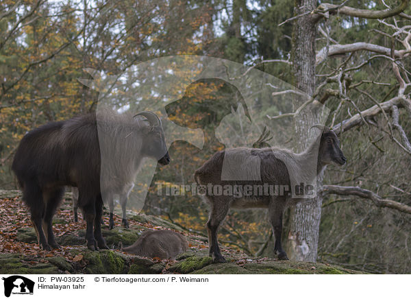 Himalaya-Tahr / Himalayan tahr / PW-03925