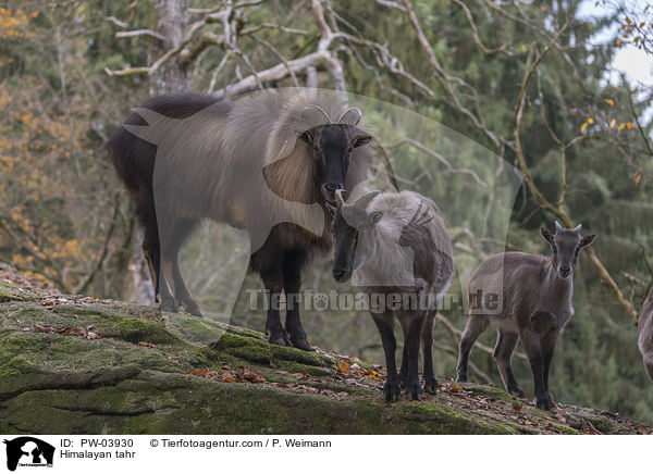 Himalaya-Tahr / Himalayan tahr / PW-03930