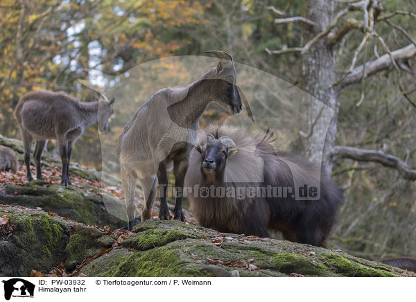 Himalaya-Tahr / Himalayan tahr / PW-03932